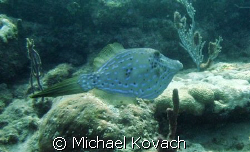 Scrawled Filefish on the Inside Reef at Lauderdale by the... by Michael Kovach 